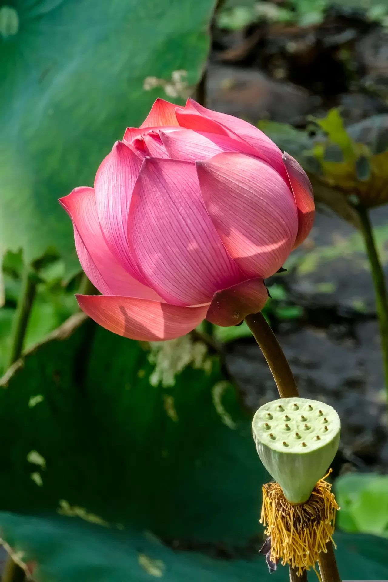 Glimpse Of Vietnam – 8 Days / 7 Nights