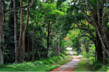 NORTH  VIETNAM 2 DAYS TOUR : TREKKING ADVENTURE AT CUC PHUONG NATIONAL PARK